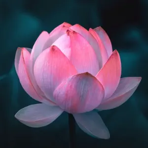 Daily Dharma