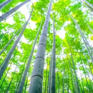 Nature Appreciation
