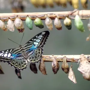 Psychedelic Yoga