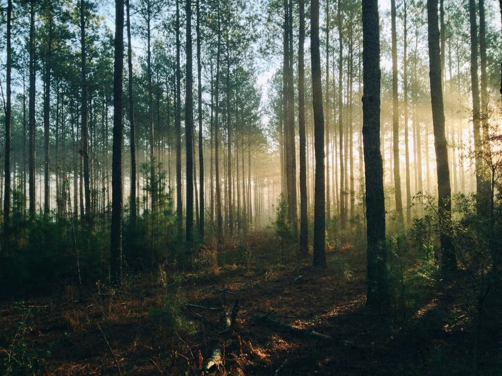 Discover Your Soul's Purpose