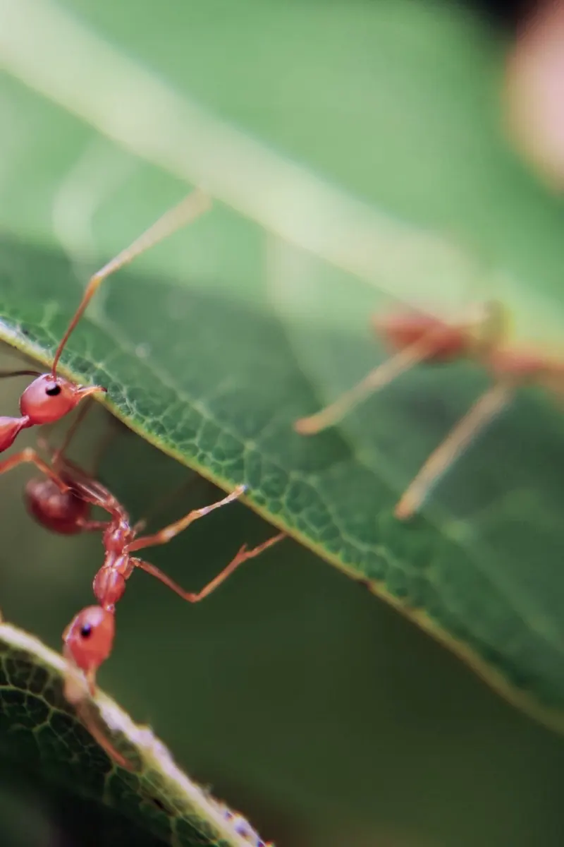 Observe ant behavior
