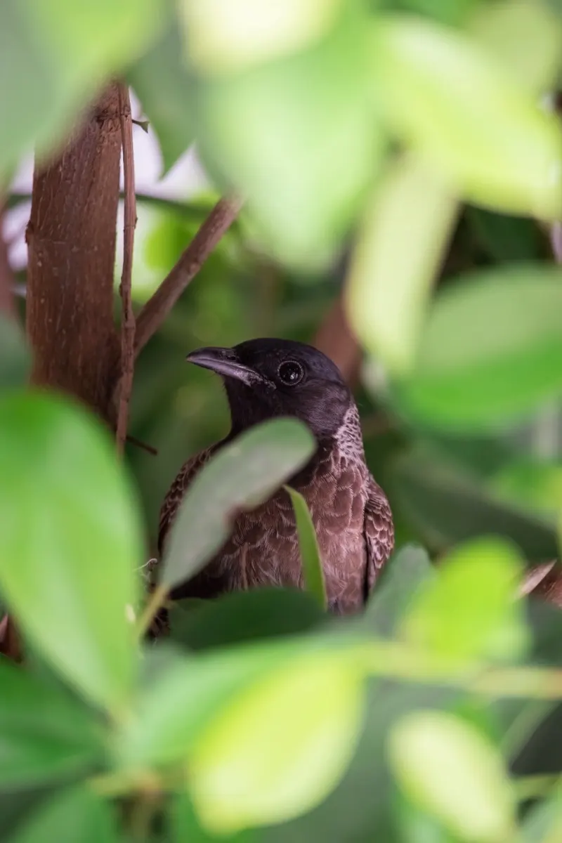 Do some birdwatching