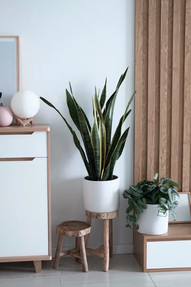 Add an indoor plant to your home