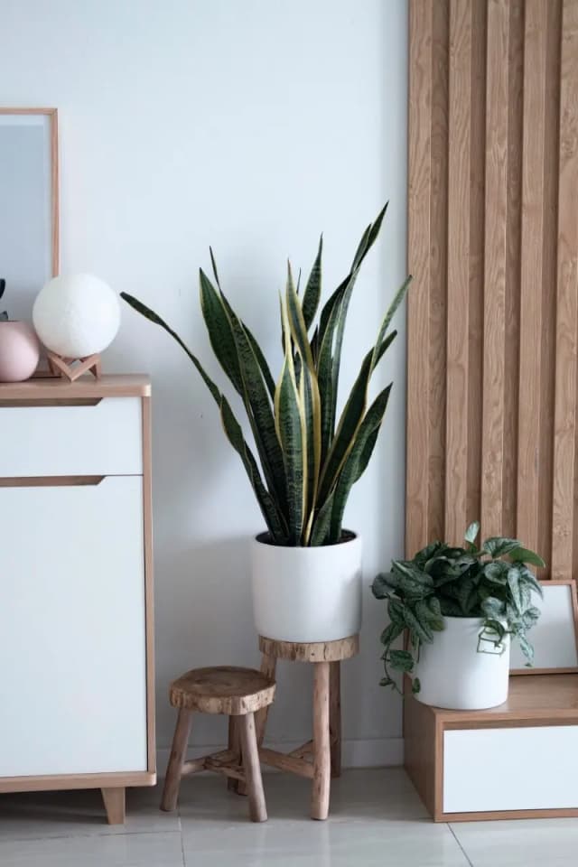 Add an indoor plant to your home