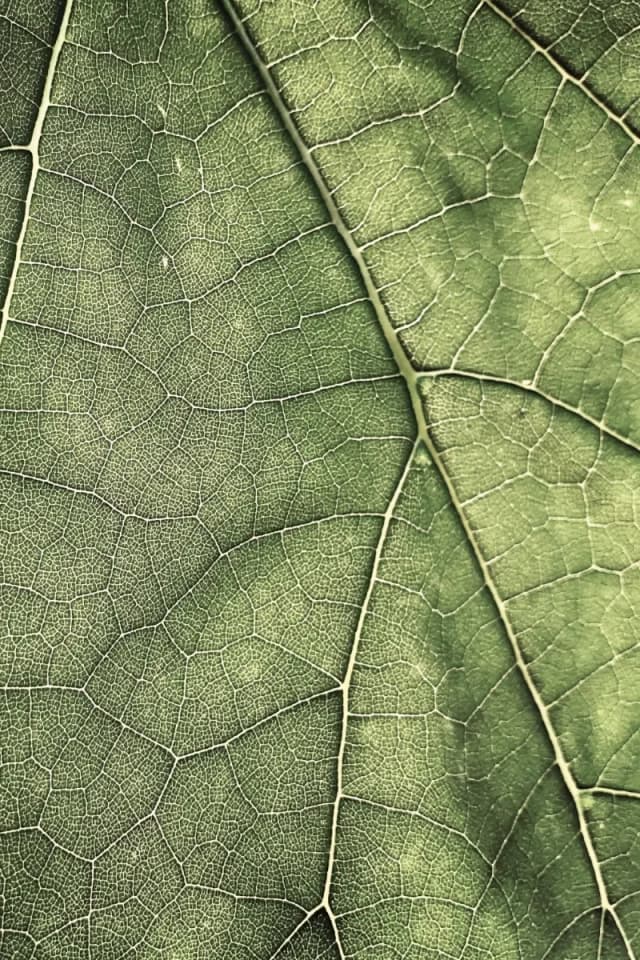 Study the details of a leaf
