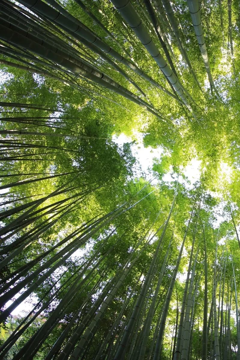 Nature sound meditation