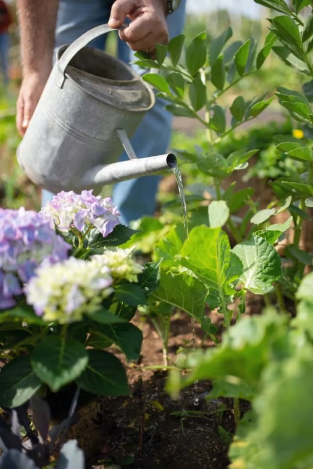 Water a plant or flower