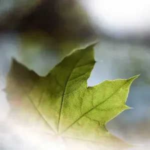 Daoist meditation: "Xiu Dao"